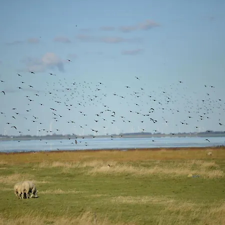 Doppelhaushaelfte In Friedrichskoog-spitze Friedrichskoog-Spitz